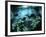 Diver Enters the Cavern System in the Riviera Maya Area of Mexico-null-Framed Photographic Print