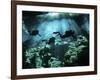 Diver Enters the Cavern System in the Riviera Maya Area of Mexico-null-Framed Photographic Print