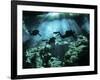 Diver Enters the Cavern System in the Riviera Maya Area of Mexico-null-Framed Photographic Print