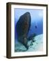 Diver Exploring the Felipe Xicot�Ncatl Shipwreck in Cozumel, Mexico-null-Framed Photographic Print