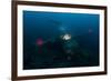 Diver Exploring the Wreck of a Japanese Navy Seaplane in Palau, Micronesia-Stocktrek Images-Framed Photographic Print