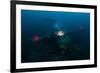 Diver Exploring the Wreck of a Japanese Navy Seaplane in Palau, Micronesia-Stocktrek Images-Framed Photographic Print