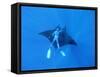 Diver Holds on to Giant Manta Ray, Mexico-Jeffrey Rotman-Framed Stretched Canvas