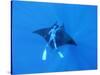 Diver Holds on to Giant Manta Ray, Mexico-Jeffrey Rotman-Stretched Canvas