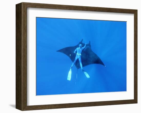 Diver Holds on to Giant Manta Ray, Mexico-Jeffrey Rotman-Framed Photographic Print