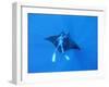 Diver Holds on to Giant Manta Ray, Mexico-Jeffrey Rotman-Framed Photographic Print