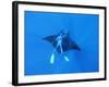 Diver Holds on to Giant Manta Ray, Mexico-Jeffrey Rotman-Framed Photographic Print