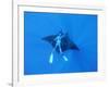 Diver Holds on to Giant Manta Ray, Mexico-Jeffrey Rotman-Framed Photographic Print