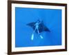 Diver Holds on to Giant Manta Ray, Mexico-Jeffrey Rotman-Framed Photographic Print
