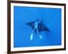 Diver Holds on to Giant Manta Ray, Mexico-Jeffrey Rotman-Framed Photographic Print