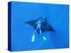 Diver Holds on to Giant Manta Ray, Mexico-Jeffrey Rotman-Stretched Canvas