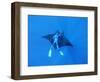 Diver Holds on to Giant Manta Ray, Mexico-Jeffrey Rotman-Framed Photographic Print