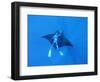 Diver Holds on to Giant Manta Ray, Mexico-Jeffrey Rotman-Framed Photographic Print