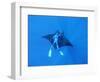 Diver Holds on to Giant Manta Ray, Mexico-Jeffrey Rotman-Framed Photographic Print