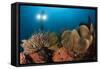 Diver Illuminates Mushroom Leather Coral and Crinoid with Twin Lamps-null-Framed Stretched Canvas