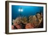 Diver Illuminates Mushroom Leather Coral and Crinoid with Twin Lamps-null-Framed Photographic Print