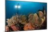 Diver Illuminates Mushroom Leather Coral and Crinoid with Twin Lamps-null-Mounted Photographic Print