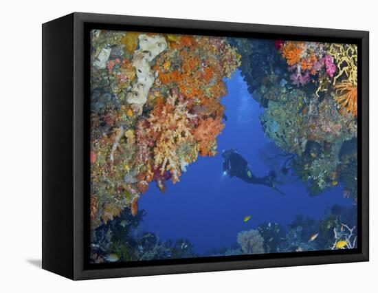 Diver Inspects Reef, Raja Ampat, Papua, Indonesia-Jones-Shimlock-Framed Stretched Canvas