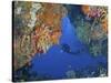 Diver Inspects Reef, Raja Ampat, Papua, Indonesia-Jones-Shimlock-Stretched Canvas