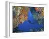 Diver Inspects Reef, Raja Ampat, Papua, Indonesia-Jones-Shimlock-Framed Photographic Print