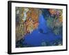 Diver Inspects Reef, Raja Ampat, Papua, Indonesia-Jones-Shimlock-Framed Photographic Print