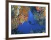 Diver Inspects Reef, Raja Ampat, Papua, Indonesia-Jones-Shimlock-Framed Photographic Print