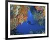 Diver Inspects Reef, Raja Ampat, Papua, Indonesia-Jones-Shimlock-Framed Photographic Print