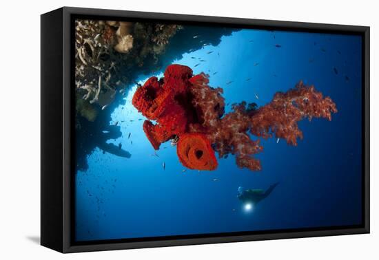 Diver Looks on at a Bright Red Soft Coral and Sponge Hanging from a Cave-null-Framed Stretched Canvas