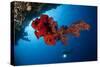 Diver Looks on at a Bright Red Soft Coral and Sponge Hanging from a Cave-null-Stretched Canvas