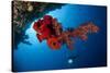 Diver Looks on at a Bright Red Soft Coral and Sponge Hanging from a Cave-null-Stretched Canvas