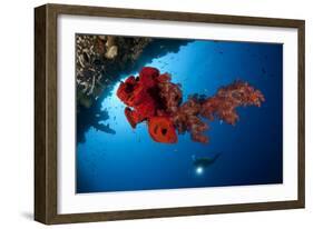 Diver Looks on at a Bright Red Soft Coral and Sponge Hanging from a Cave-null-Framed Photographic Print