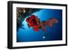 Diver Looks on at a Bright Red Soft Coral and Sponge Hanging from a Cave-null-Framed Photographic Print