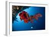 Diver Looks on at a Bright Red Soft Coral and Sponge Hanging from a Cave-null-Framed Photographic Print