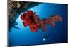 Diver Looks on at a Bright Red Soft Coral and Sponge Hanging from a Cave-null-Mounted Photographic Print