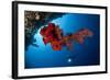 Diver Looks on at a Bright Red Soft Coral and Sponge Hanging from a Cave-null-Framed Photographic Print