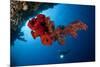 Diver Looks on at a Bright Red Soft Coral and Sponge Hanging from a Cave-null-Mounted Photographic Print