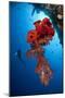 Diver Looks on at a Bright Red Soft Coral and Sponge Hanging from a Cave-null-Mounted Photographic Print