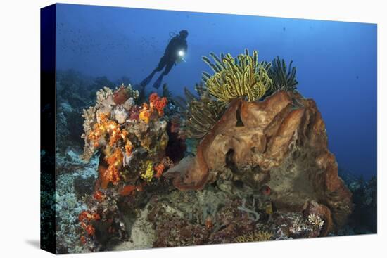 Diver Looks on at a Colorful Komodo Seascape, Indonesia-Stocktrek Images-Stretched Canvas