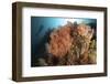 Diver Looks on at a Colorful Komodo Seascape, Indonesia-Stocktrek Images-Framed Photographic Print