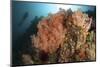 Diver Looks on at a Colorful Komodo Seascape, Indonesia-Stocktrek Images-Mounted Photographic Print