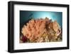 Diver Looks on at a Colorful Komodo Seascape, Indonesia-Stocktrek Images-Framed Photographic Print