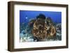 Diver Looks on at a Colorful Komodo Seascape, Indonesia-Stocktrek Images-Framed Photographic Print