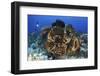 Diver Looks on at a Colorful Komodo Seascape, Indonesia-Stocktrek Images-Framed Photographic Print