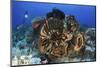 Diver Looks on at a Colorful Komodo Seascape, Indonesia-Stocktrek Images-Mounted Photographic Print