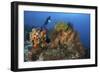 Diver Looks on at a Colorful Komodo Seascape, Indonesia-Stocktrek Images-Framed Photographic Print