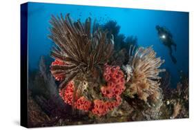 Diver Looks on at a Raja Ampat Reefscape Covered in Crinoids, Indonesia-null-Stretched Canvas