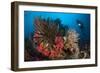 Diver Looks on at a Raja Ampat Reefscape Covered in Crinoids, Indonesia-null-Framed Photographic Print