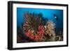 Diver Looks on at a Raja Ampat Reefscape Covered in Crinoids, Indonesia-null-Framed Photographic Print