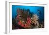 Diver Looks on at a Raja Ampat Reefscape Covered in Crinoids, Indonesia-null-Framed Photographic Print