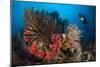 Diver Looks on at a Raja Ampat Reefscape Covered in Crinoids, Indonesia-null-Mounted Photographic Print